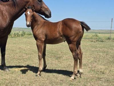 Whiskey Up Poison JW<BR>AQHA 6494223